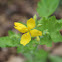 Greater Celandine Poppy