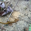 long-tailed salamander