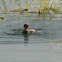 Little Grebe