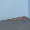 Common House Gecko