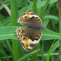 Female blue pansy
