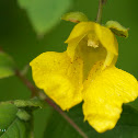 Yellow Jewelweed