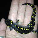 Spotted Salamander