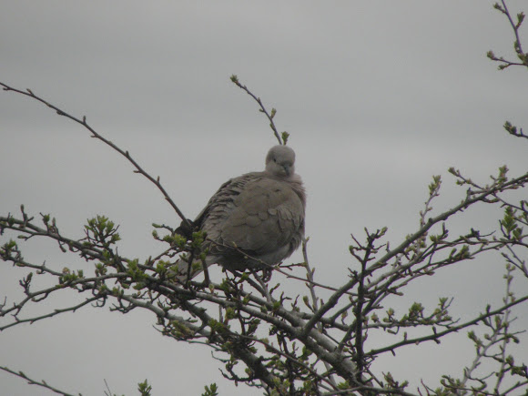 Spotting Image 1