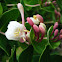 Evergreen Honeysuckle