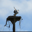 Osprey 