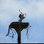 Osprey 