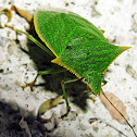 Stink Bug