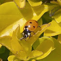 Seven-spot Ladybird