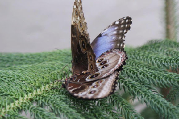 Spotting Image 1