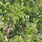 Baltimore Oriole