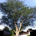 Honey locust