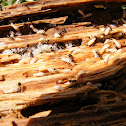 Eastern Subterranean Termite interaction with Ant Invasion