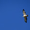 Short-tailed Hawk