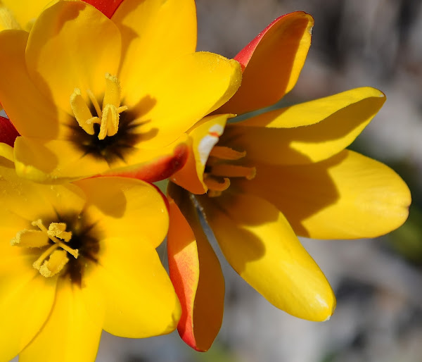 African Corn Lily Project Noah