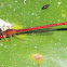Red Damselfly