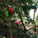 Camellia