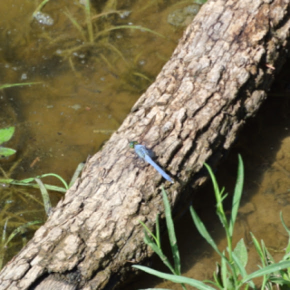 Spotting Image 1