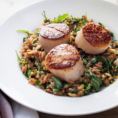Seared Scallops with Lemony Farro and Arugula Salad Recipe