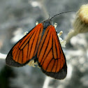 Moth.