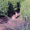 Eastern Cottontail