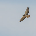 Swainson's Hawk
