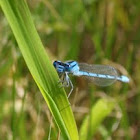 Familiar bluet