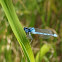 Familiar bluet