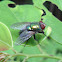 Common Greenbottle