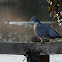 Wood Pidgeon