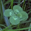 4 leaf clover