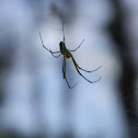 Venusta Orchard Spider