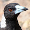 Australian Magpie