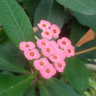 Pink Crown of thorns