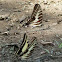 Swallowtail