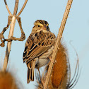 Savannah Sparrow