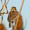 Savannah Sparrow