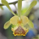 Orquidea