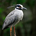 Yellow-crowned Night-Heron