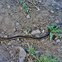 Acquatic garter snake