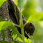 Plantain Squirrel