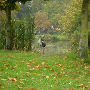 Grey Heron
