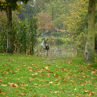 Grey Heron
