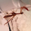 Mantisfly
