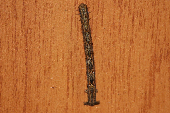 Spotting Image 1