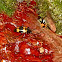 Pleasing fungus beetle