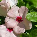 Impatiens