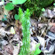 Club moss