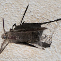 spider's lunch - moth?