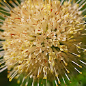 Button Bush